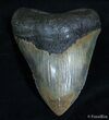 Giant Inch Megalodon Tooth #2220-2